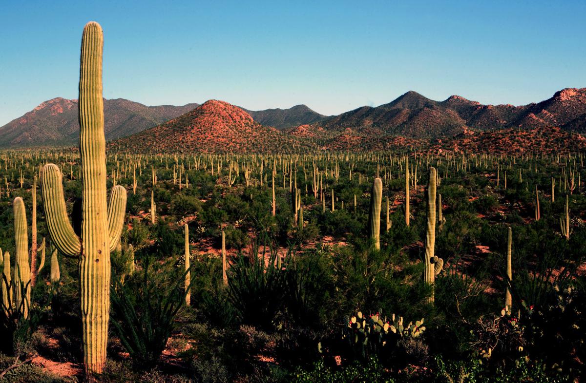 saguaronatpark